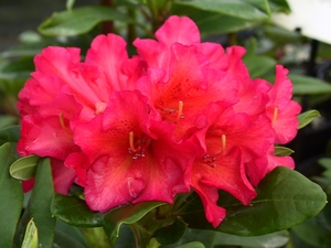 Rhododendron Abendsonne